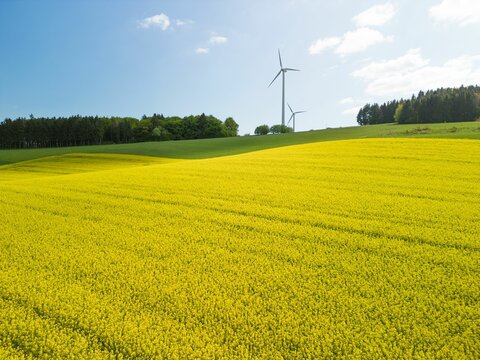 Yellow rapeseed fields with the wind turbines on the hill and the cloudy blue sky - Powered by Adobe
