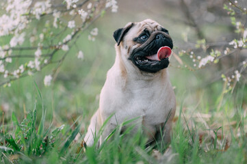 A cute pug dog sitting in the tall grass near a flowering tree.