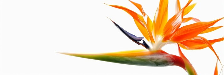 Fototapeta premium Bird of Paradise Tropical Flower Isolated, Strelitzia Bloom, Orange Exotic Bird Head Flower on White