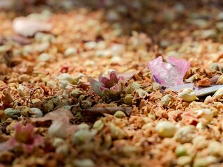 Flowers of kurrajong (Brachychiton populneus), found naturally in Australia, introduced as an ornamental tree to South Africa, Louisiana, California, Arizona and Mediterranean countries. Spain