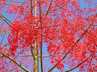 Flowering flame tree, Illawarra flame tree, lacebark tree, or  kurrajong (Brachychiton acerifolius), Spain