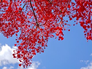 Flowering flame tree, Illawarra flame tree, lacebark tree, or  kurrajong (Brachychiton acerifolius), Spain