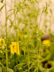 Close up of the thale cress, mouse-ear cress or arabidopsis (Arabidopsis thaliana), a small plant from the mustard family (Brassicaceae), an important model organism in plant biology, genome analysis.