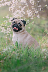 A cute pug dog sitting in the tall grass near a flowering tree. Looking into the camera.