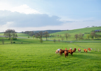green meadows and cows at sunset in german sauerland