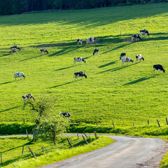 hillside meadow with black and white spotted cows and shadows in sauerland
