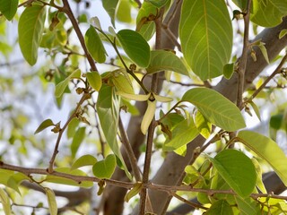 Flowers of cherimoya (Annona cherimola), chirimoya, chirimuya or custard apple. Spain