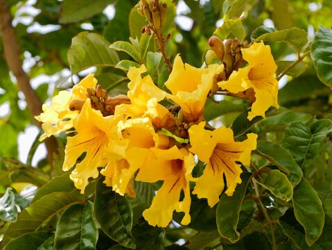 Flowers of araguaney, yellow ip&ecirc; or guayac&aacute;n, chonta quiru, tajibo, ip&ecirc;-amarelo (Handroanthus chrysanthus, formerly Tabebuia chrysantha). Spain