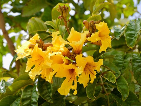 Flowers of araguaney, yellow ip&ecirc; or guayac&aacute;n, chonta quiru, tajibo, ip&ecirc;-amarelo (Handroanthus chrysanthus, formerly Tabebuia chrysantha). Spain