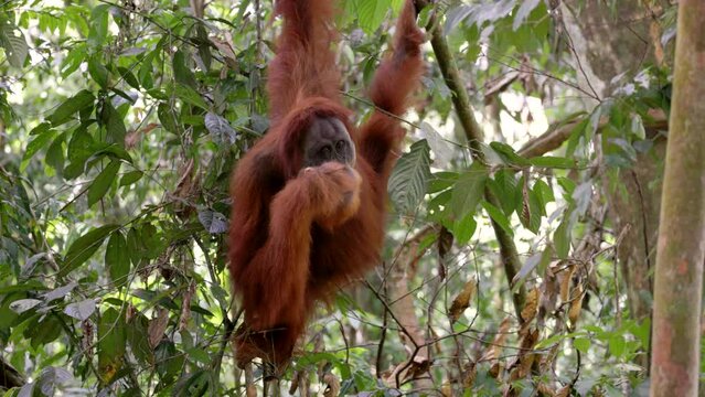 a young male orangutan hangs from a vine and eats a plant stem in the rainforest of gunung leuser national park on sumatra, indonesia
