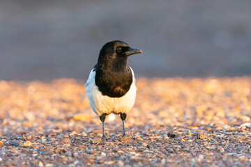 Pica pica perched on ground, gazing into the distance taken in Penalajo, Ciudad Real province, Spain