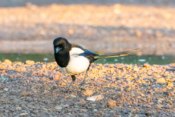 Pica pica perched on ground, gazing into the distance taken in Penalajo, Ciudad Real province, Spain