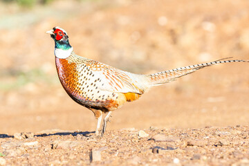 Common pheasant (Phasianus colchicus) taken in Penalajo, Ciudad Real province, Spain