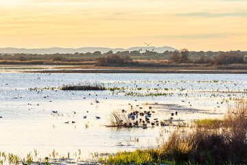View of Tablas de Daimiel National Park in the province of Ciudad Real, Castilla-La Mancha, Spain
