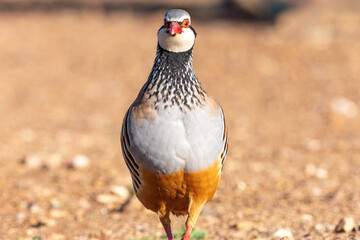 Red-legged partridge (Alectoris rufa) taken in Penalajo, Ciudad Real province, Spain