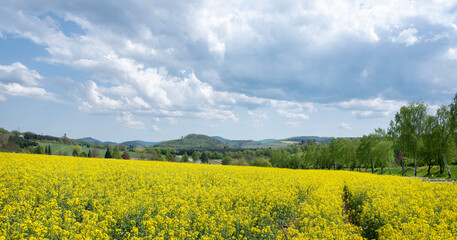 Obraz premium rapeseed field in german sauerland under cloudy sky in spring