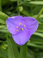 Virginia Spiderwort flowers (Tradescantia virginiana) blooms in garden, background. Tradescantia...