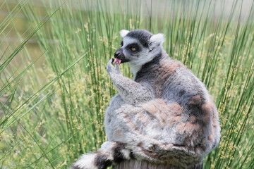 ワオキツネザル