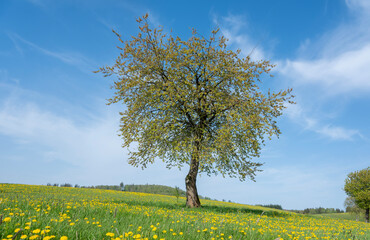 spring meadow full of yellow dandelions in german sauerland