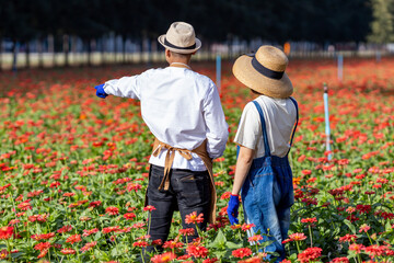 Team of Asian farmer and florist is working in the farm while cutting red zinnia flower using secateurs for cut flower business for deadheading, cultivation and harvest season