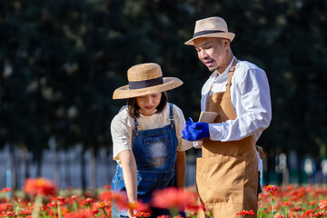 Team of Asian farmer and florist is working in the farm while cutting red zinnia flower using secateurs for cut flower business for deadheading, cultivation and harvest season