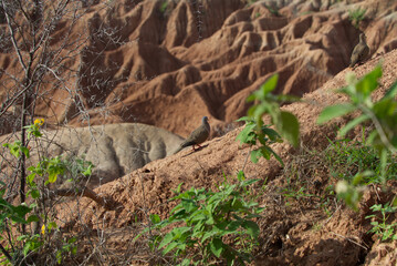 View of the Colombian Tatacoa Desert