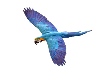 Colorful flying Blue and Gold Macaw parrot isolated on transparent background png file