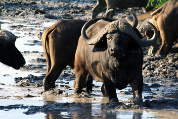 Buffalo in the African bush