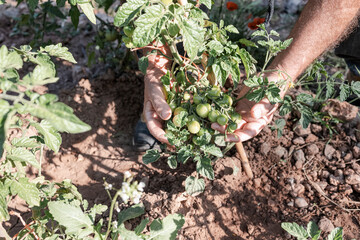 Farmer's hands checking green tomatoes in the garden