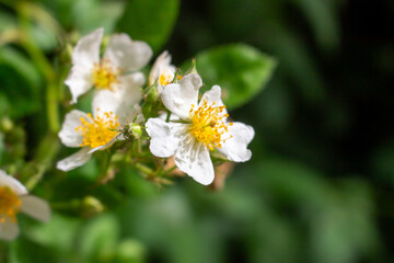 Cherokee rose (Rosa laevigata) flowers. Rosaceae evergreen vine shrub. Five-petaled white flowers bloom from April to May. Fruits are herbal medicines.