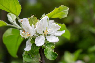 Apple blossom, Malus asiatica , flowers with nailed petals.