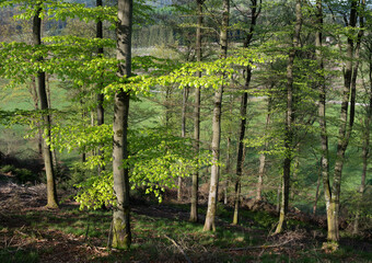 Fototapeta premium fresh spring leaves on beech trees in german forest