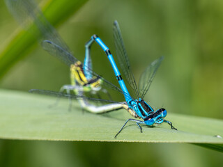 Libelle