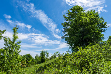 trees and blue sky