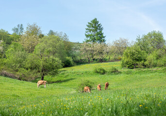 brown calves in idyllic spring meadow of german sauerland with blooming trees