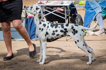 Handler shows a dog of The Dalmatian breed at a dog show