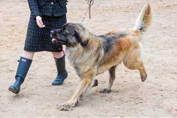 A handler shows a The Leonberger dog at a dog show.