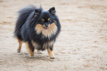 A Pomeranian dog on a walk through a sandy field
