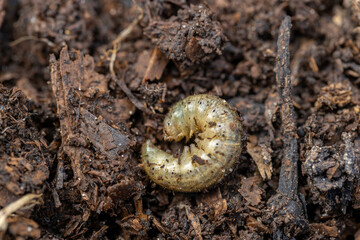 Winter pest insect pest Agrotis segetum