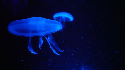 水族館のクラゲ