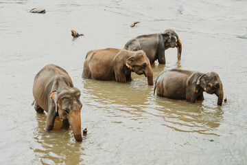 Asian elephants bathing in the river in Pinnawala, Sri Lanka