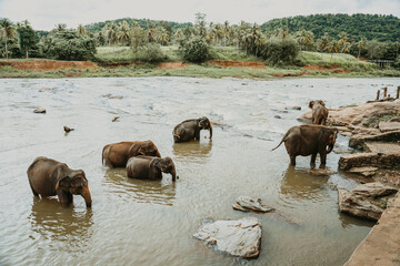 Asian elephants bathing in the river in Pinnawala, Sri Lanka