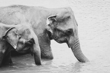 Asian elephant bathing in the river in Pinnawala, Sri Lanka