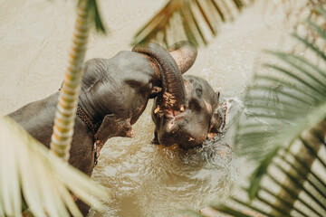 Asian baby elephants bathing and fighting in the river in Pinnawala, Sri Lanka