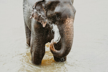 Asian elephant bathing in the river in Pinnawala, Sri Lanka