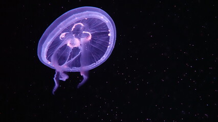 水族館のクラゲ