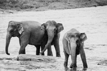 Asian elephant bathing in the river in Pinnawala, Sri Lanka