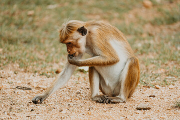 monkey portrait in sri lanka