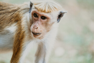 monkey portrait in sri lanka
