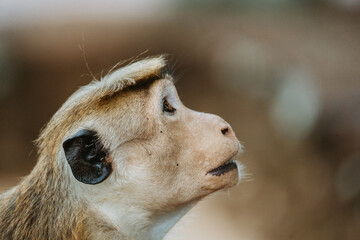monkey portrait in sri lanka